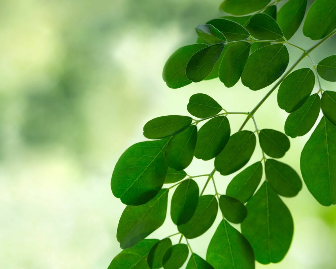 Sastojak tjedna: Moringa ulje