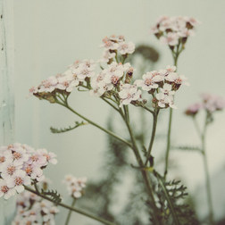 Ingrediente della settimana: l'achillea