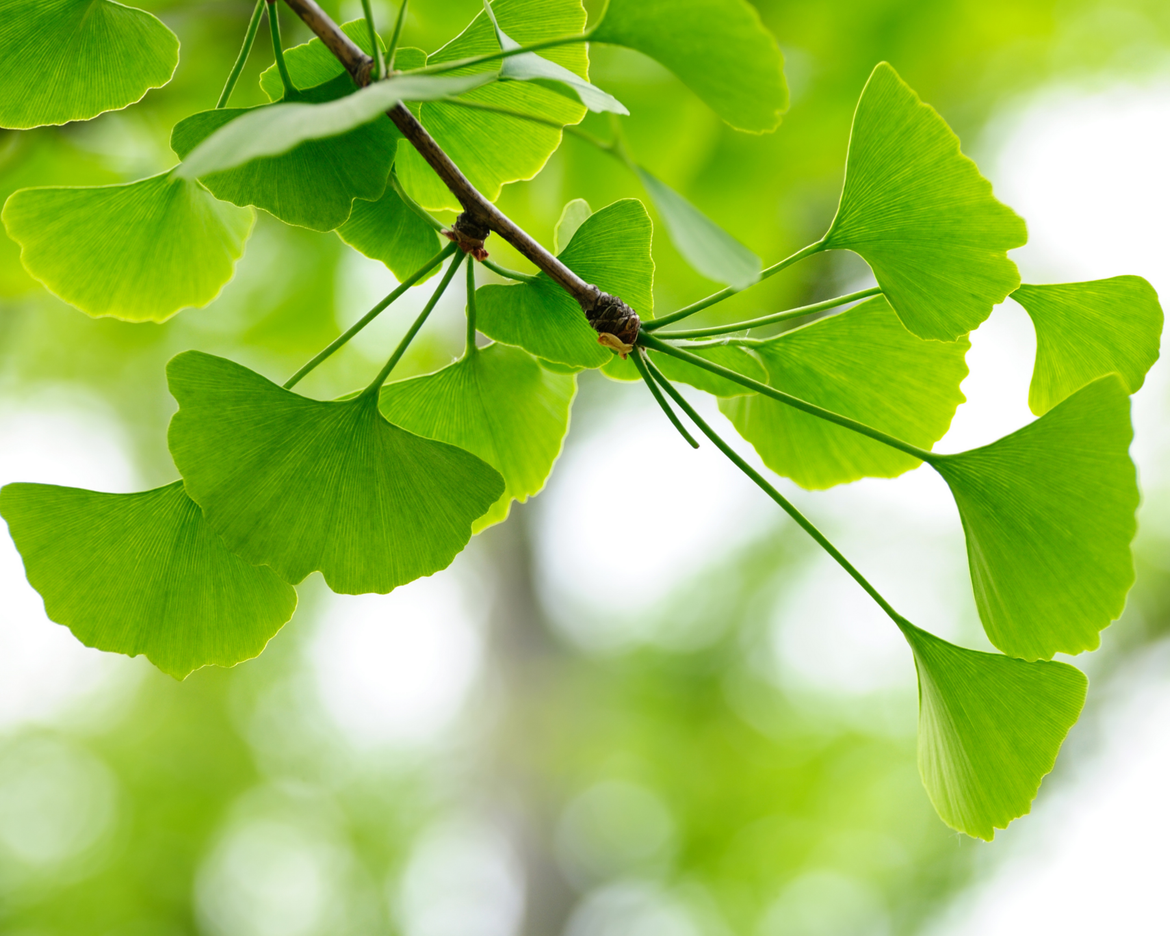 Inhaltsstoff der Woche: Ginkgoblattpulver