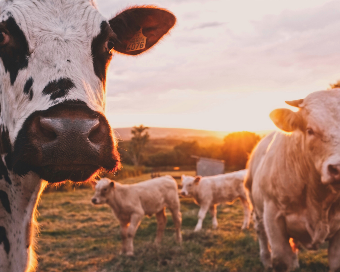 Warum tierische Milch schlecht für Deine Haut ist